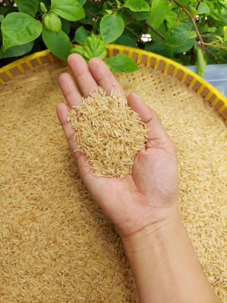 Global Star Basmati